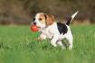 Top 20 Smartest Dog Breeds in the World