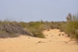 Image result for Halopyrum mucronatum