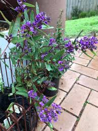 Image result for Hardenbergia