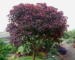 Image result for Euphorbia cotinifolia