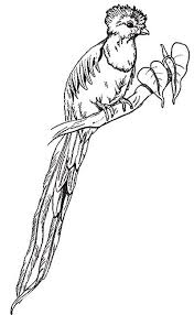 Cat coloring pages umbrella bird page. Umbrella Coloring Quetzal Bird Coloring Page Animal Coloring Page Bird Coloring