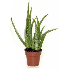 Loosely hold the base of the plant and the bottom of your pot. Costa Nursery Aloe Vera 4 Grower Pot Av04 Pack30 Rona