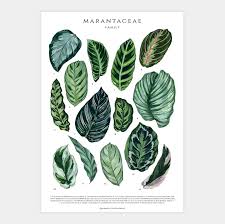 Image result for Marantaceae