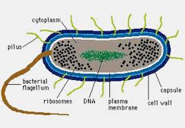Risultati Immagini Per How To Make A Bacteria Model Science For Kids Facts For Kids Science Cells