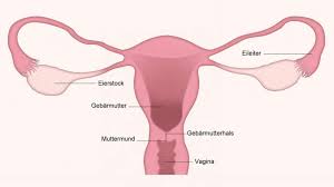 Man spricht von der eröffnungsphase: Muttermund Im Zyklus So Deutest Du Die Veranderungen Richtig