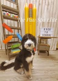 Sheepadoodle Back To School Groom Sheepadoodle Paw Elite