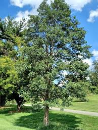 Image result for Dalbergia