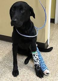 If you are a first time visitor, then congratulations on your decision to adopt a dog! Farmington Hills Mi Labrador Retriever Meet Max A Pet For Adoption
