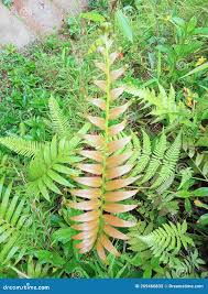 Image result for Blechnaceae