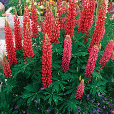 The flowers are tall, so they proved lots of height in the garden and act as a great backdrop for other perennials that grow closer to the ground. 10 Perennials Easily Grown From Seed Finegardening