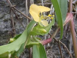 Image result for Commelina africana