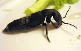 Newark, california june 1, 2011 9:30 pm hi bugman! Devil S Coach Horse What S That Bug