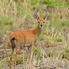 Image result for Stenocercus simonsii