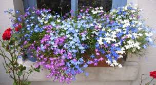 Fotos Von Euren Fensterbank Blumenkasten Seite 1 Terrasse Balkon Mein Schoner Garten Online Garten Pflanzkasten Blumenkasten Bepflanzen Pflanzen