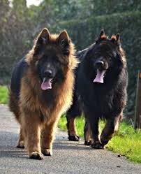 25 Photos That Show How Majestic German Shepherds Are In 2020 Big German Shepherd German Shepherd Pictures German Shepherd