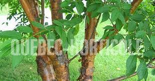 Photos De Plantes Et Fiches Descriptives Detaillees Garden Trees Prunus Landscape