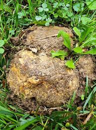 Image result for Scleroderma polyrhizon