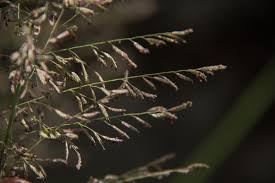 Image result for Eragrostis acraea
