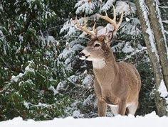 292 Best Hunting Big Game Images In 2019 Deer Hunting