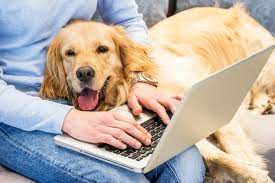Arkadaş, terrier, su köpeği, bichon. Evde Beslenebilecek Kopekler Evde Beslenecek Kopek Cinsleri Blog11