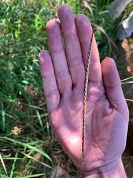 Image result for Enteropogon monostachyos