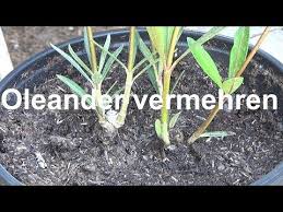 Oleander Vermehren Stecklinge Ziehen Oleander Ableger Machen Oleander Steckling Nerium Selber Ziehen Youtube Oleander Vermehren Stecklinge Ableger