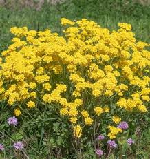 Image result for Aurinia