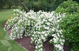 Philadelphus Belle Etoile Mock Orange Mock Orange Cottage Garden Plants Planting Flowers