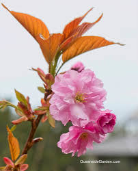 Image result for Prunus serrulata