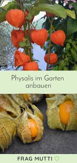Physalis Im Garten Anbauen Anbauen Garten Physalis In 2020 Physalis Planting Hydrangeas Hydrangea Care