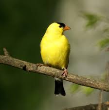 The peopling of this planet has been called the first great historical map depicts prehistoric migration from asia to americas. American Goldfinch Holden Forests Gardens