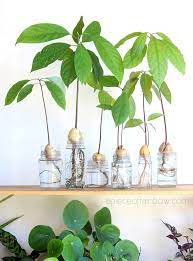 How To Grow Avocado From Seed 2 Easy Ways In 2021 Growing An Avocado Tree Avocado Plant From Seed Avocado Plant