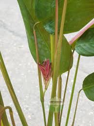 Image result for Marantochloa