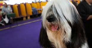 Steuben crystal trophy for best in show. if you're only going to do one, i'd go with the first (i think the bowl), since that is the original one offered by the wkc. Photos From The 2020 Westminster Dog Show Cbs News