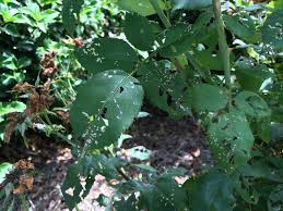 Check spelling or type a new query. Holes In Your Rose Leaves It Might Be Rose Sawfly