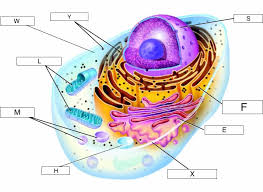 For example, animal cells do not have a cell wall or chloroplasts but plant cells do. Cell Organelle Jeopardy Jeopardy Template