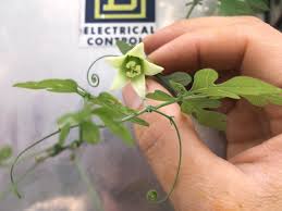 Image result for Adenia digitata