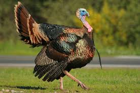The modern turkish republic was founded. Why Are There So Many Wild Turkeys In Massachusetts Now Tufts Now
