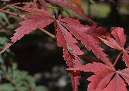 Flora dan fauna adalah tanaman dan satwa liar, yang asli liar di wilayah geografis yang sering disebut sebagai wilayah flora dan fauna. Belalang Nymph Di Maple Jepang Belalang Serangga Hewan Daun Maple Jepang Pohon Hias Menanam Piqsels
