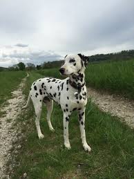 Pin Na Doske Pawshake Switzerland Dogs