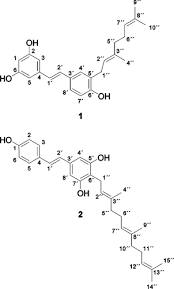 Image result for Macaranga schweinfurthii