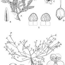 Image result for Brachychloa schiemanniana