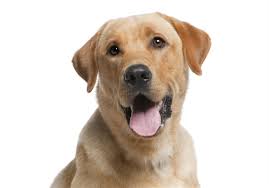 Find a pup and fall in love. Pet Tales Labs Shepherds And Golden Retrievers Are Most Popular Breeds Pittsburgh Post Gazette