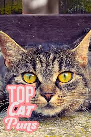 As anyone who has ever owned a cat will tell you, traditional cat names, such as fluffy, are rarely unique enough to encompass the huge personality of the average domestic feline. Cat Puns Find The Purrfect Cat Pun For Any Occasion