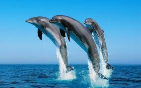 Marine Resources Conservation Underwater Animals Dolphins Sea Animals