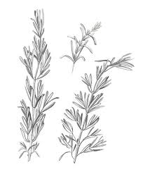 Rosemary Pencil Drawing Pencil Drawings Of Flowers Rosemary Tattoo Pencil Drawings