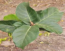 Image result for Ficus lutea