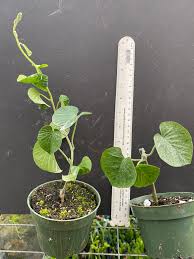 Image result for Stictocardia beraviensis