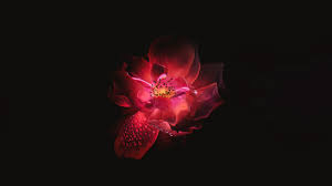 We did not find results for: Wallpaper Id 47047 Flowers Red Black Background Hd 4k