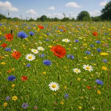 Image result for Pimpinella buchananii